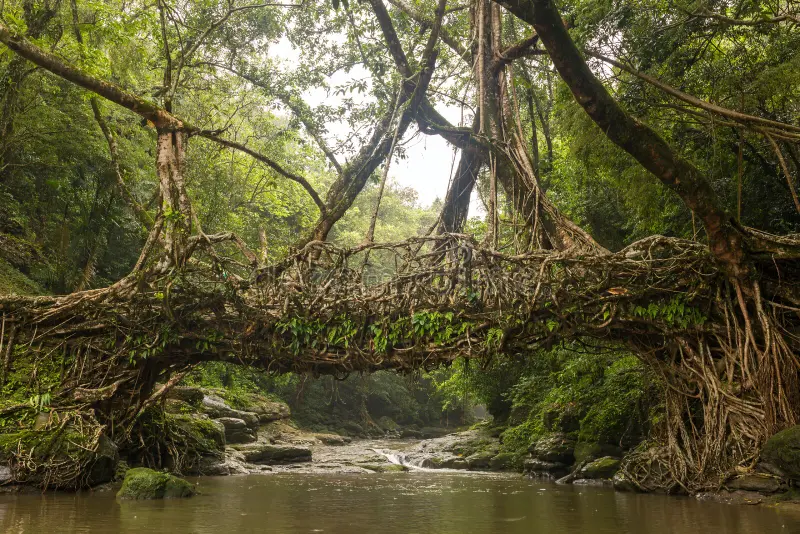 Living root bridge in Meghalaya