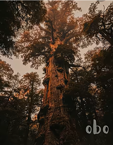 The oldest tree in the world